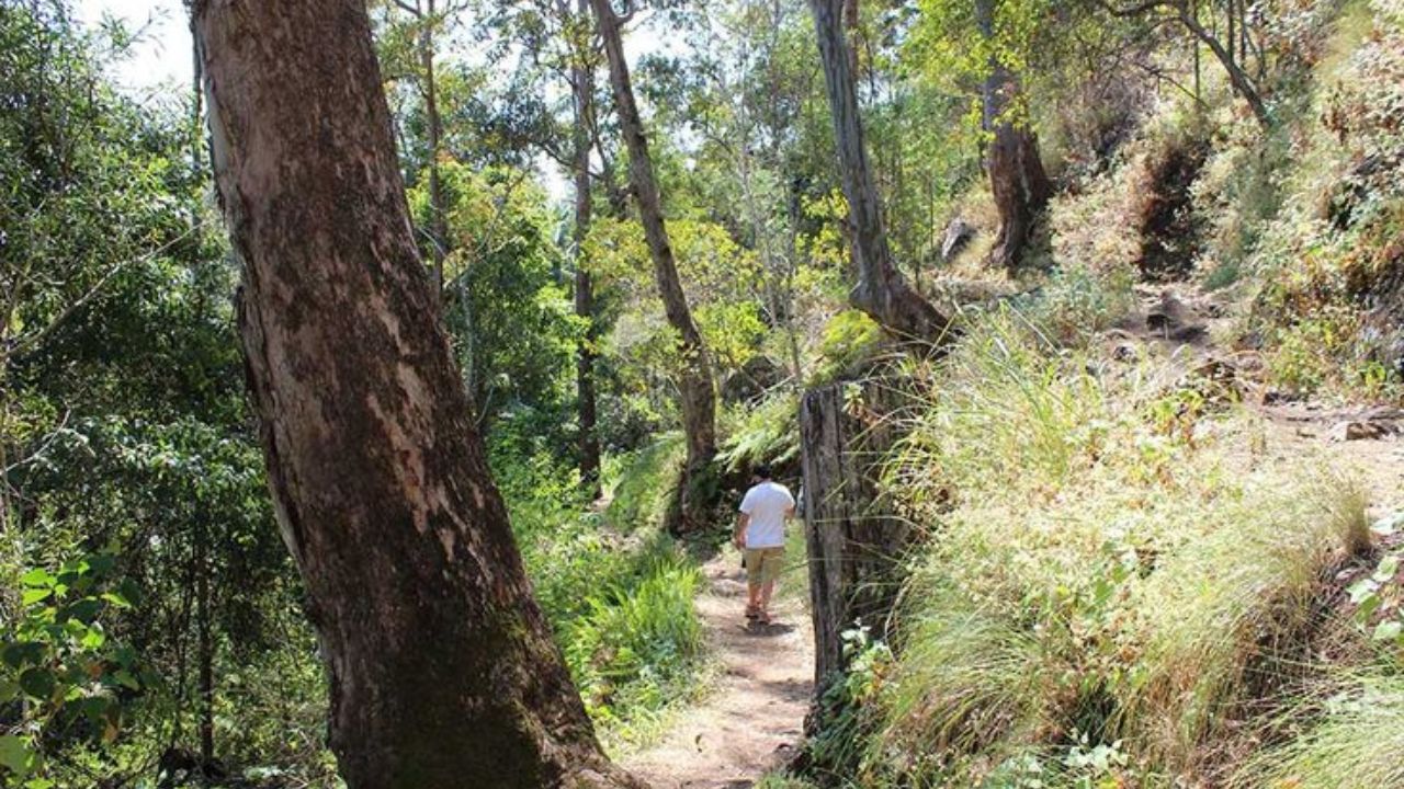 Male walking along bush track at Witches Falls