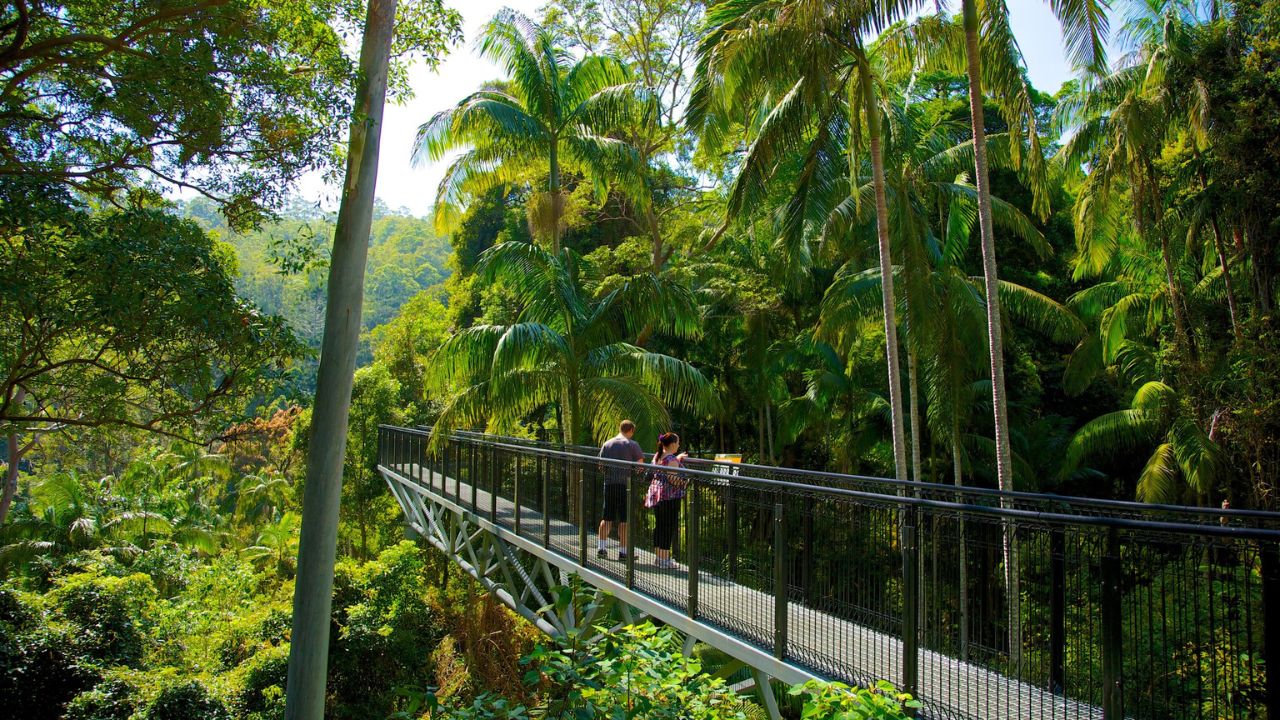 Hiking bridge in the Gold Coast hinterland