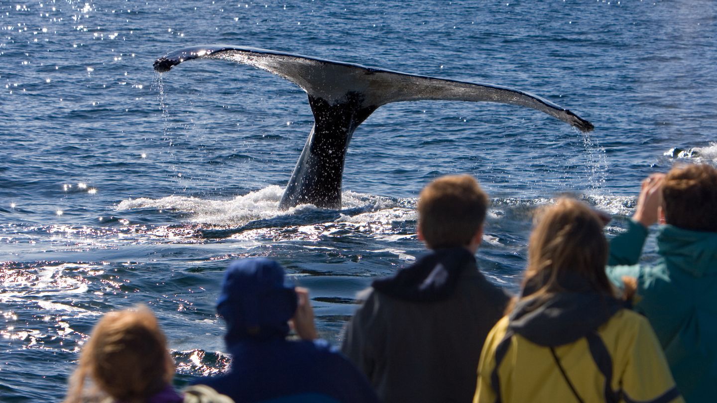 Backpackers on a whale watch tour boat watching a whale close up on the Gold Coast